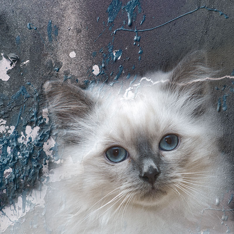 cats5