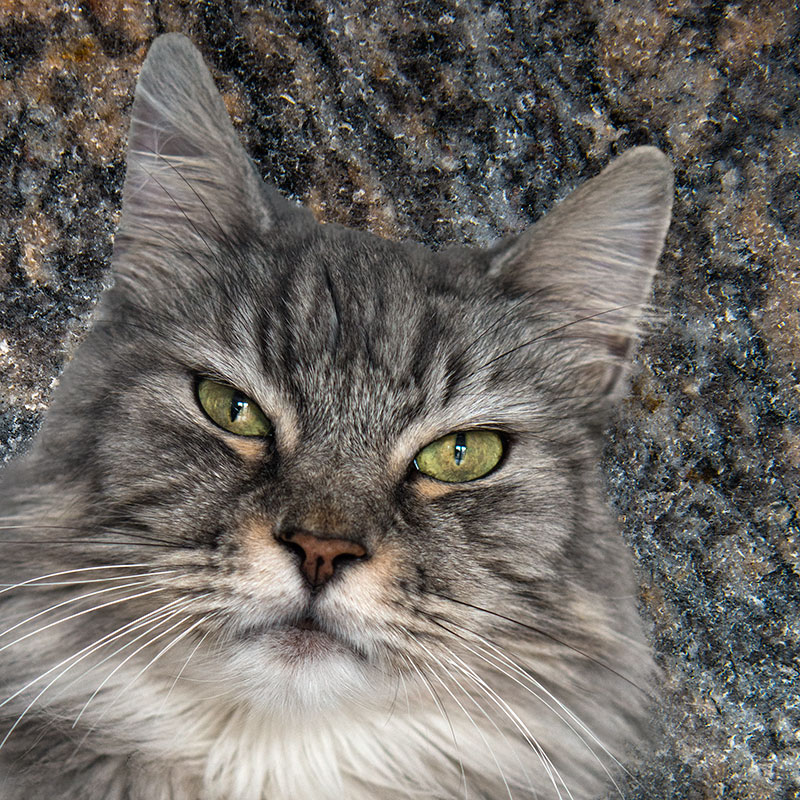 cats6