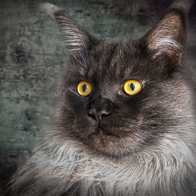 cats4